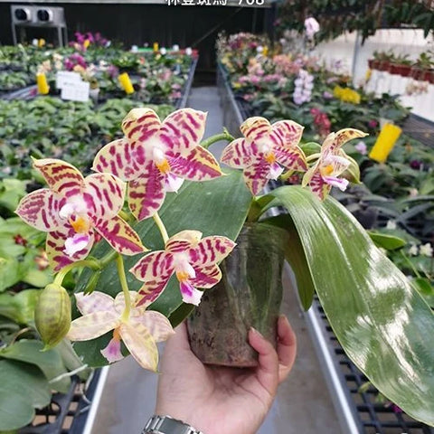 Phal. Lyndon Mix Zebra '708' - flower 3 - square crop