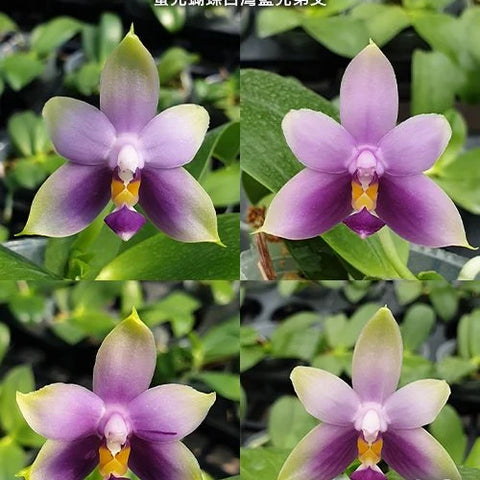 Phal. violacea var. coerulea x sib - flower 2 - square crop