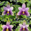 Phal. violacea var. coerulea x sib - flower 2 - square crop