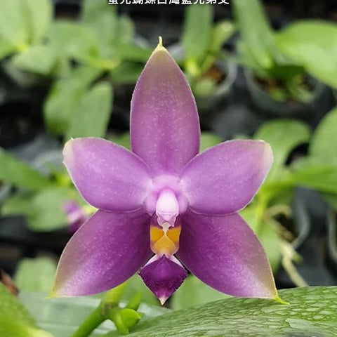 Phal. violacea var. coerulea x sib - square crop