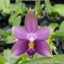 Phal. violacea var. coerulea x sib - square crop