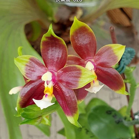 Phal. (KS Happy Eagle x cornu-cervi) '628' - flower 2 - square crop