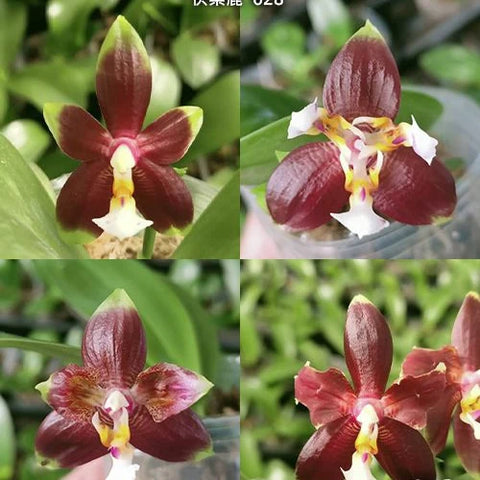 Phal. (KS Happy Eagle x cornu-cervi) '628' - square crop