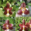 Phal. (KS Happy Eagle x cornu-cervi) '628' - square crop