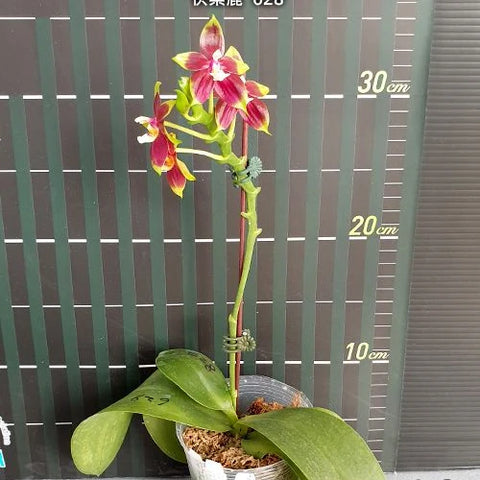 Phal. (KS Happy Eagle x cornu-cervi) '628' - flower 3 - square crop