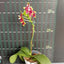 Phal. (KS Happy Eagle x cornu-cervi) '628' - flower 3 - square crop