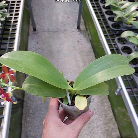 Phal. (KS Happy Eagle x cornu-cervi) '628' - 2.5 inch plant size reference - square crop