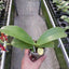Phal. (KS Happy Eagle x cornu-cervi) '628' - 2.5 inch plant size reference - square crop