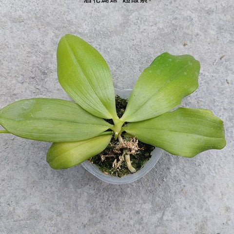 Phal. speciosa 'Super Purple' - 2.5 inch plant size reference - square crop