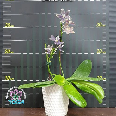 Phal. speciosa 'Super Purple' - flower 4 - square crop