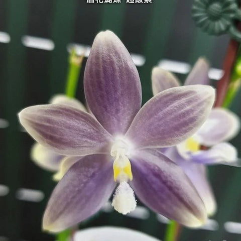 Phal. speciosa 'Super Purple' - flower 3 - square crop