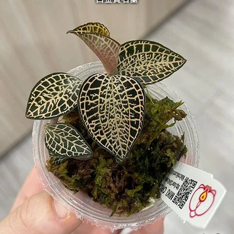 Anct. roxburghii 'White Gold' - photo 3 - square crop