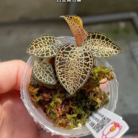 Anct. roxburghii 'White Gold' - photo 2 - square crop