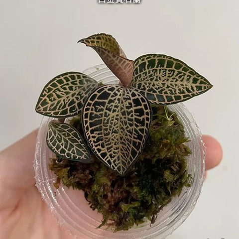 Anct. roxburghii 'White Gold' - square crop