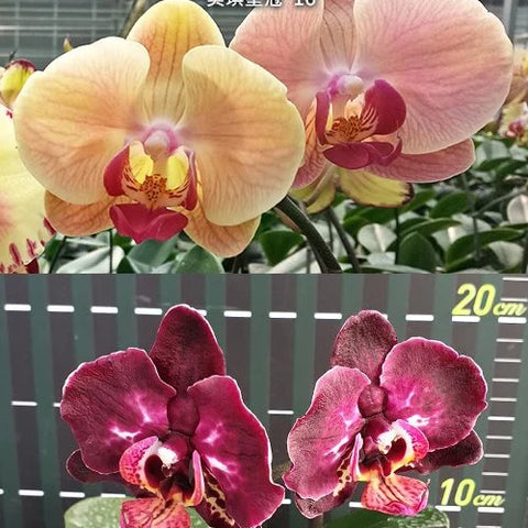 Phal. Miki Crown '16' - flower 2 - square crop
