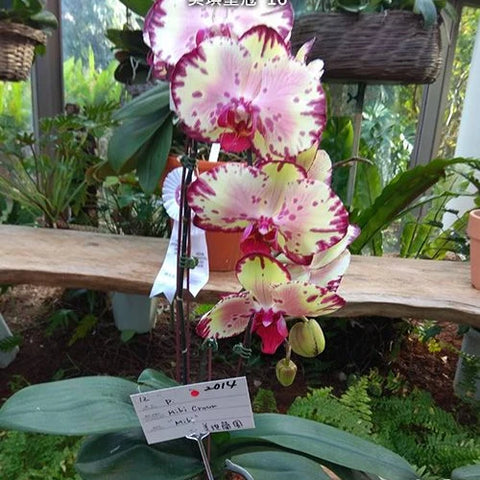 Phal. Miki Crown '16' - flower 4 - square crop