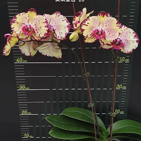 Phal. Miki Crown '16' - flower 5 - square crop