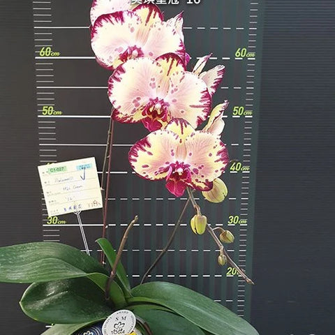 Phal. Miki Crown '16' - flower 3 - square crop