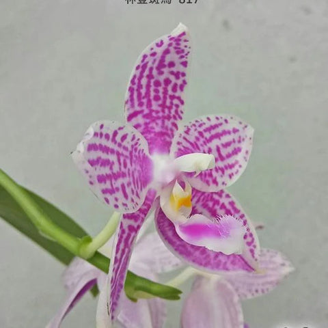 Phal. Lyndon Mix Zebra '817' - flower 2