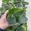 Platy. unknown hybrid 'FongSiQi QQ' sporeling - square crop