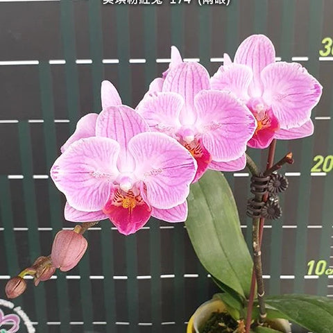 Phal. Miki Pink Rabbit '174' - flower 3 - square crop