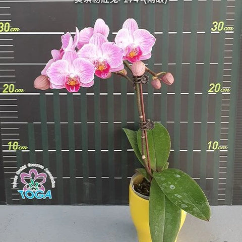 Phal. Miki Pink Rabbit '174' - flower 4 - square crop