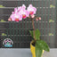 Phal. Miki Pink Rabbit '174' - flower 4 - square crop