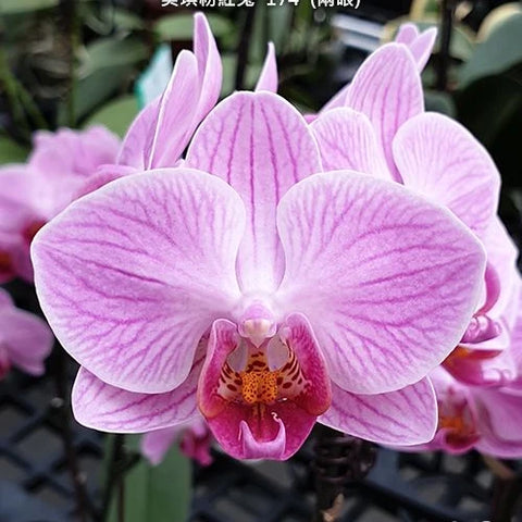Phal. Miki Pink Rabbit '174' - flower 2 - square crop
