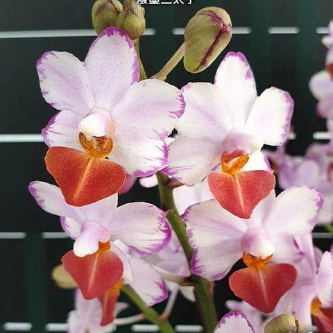 Phal. Liu's Triprince 'Splash' - flower 3 - square crop
