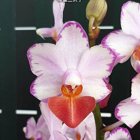 Phal. Liu's Triprince 'Splash' SM/TOGA - square crop
