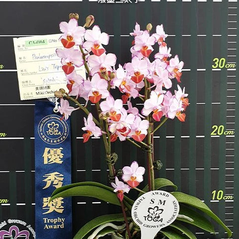 Phal. Liu's Triprince 'Splash' - flower 2 - square crop
