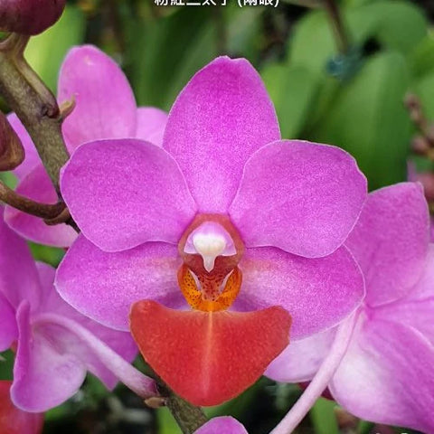 Phal. Liu's Triprince 'Pink' - flower 3 - square crop