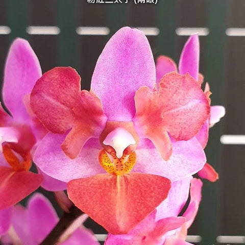 Phal. Liu's Triprince 'Pink' (peloric - 2 eyes) - square crop