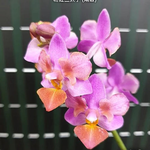Phal. Liu's Triprince 'Pink' - flower 4 - square crop