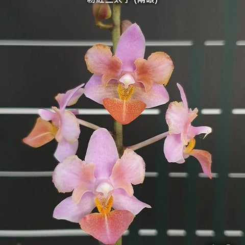 Phal. Liu's Triprince 'Pink' - flower 2 - square crop