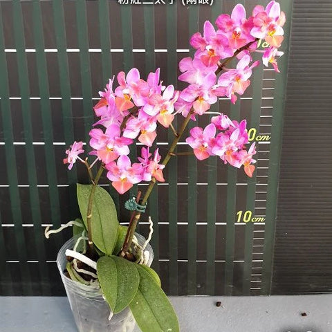 Phal. Liu's Triprince 'Pink' - flower 5 - square crop