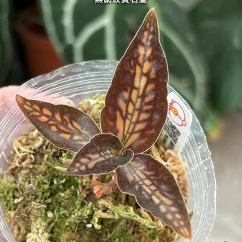Cystorchis stenoglossa - square crop