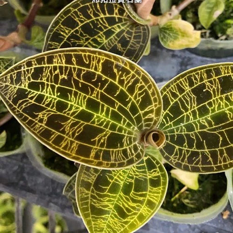 Macodes petola - square crop