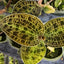 Macodes petola - square crop