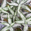 Aspidogyne argentea - photo 3 - square crop