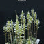 Aspidogyne argentea - photo 2 - square crop