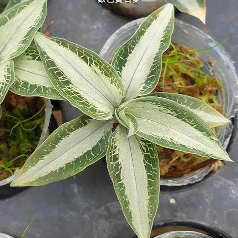 Aspidogyne argentea - square crop
