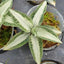 Aspidogyne argentea - square crop