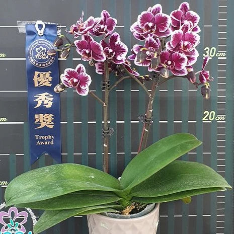 [Bare-root][Import AS-IS] #PA# Phal. Miki Black Angel '364' 美琪黑天使 '364' [2.5" BS][Oct Preorder 26]