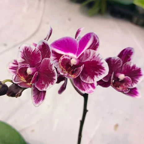 [Bare-root][Import AS-IS] #PA# Phal. Miki Black Angel '364' 美琪黑天使 '364' [2.5" BS][Oct Preorder 26]