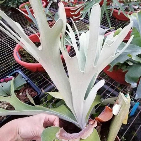 Platy. (veitchii x bifurcatum) 'white & shine' - square crop