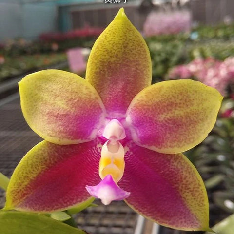 Phal. Meidarland Kaiulani 'Yellow Lion' - flower 3 - square crop