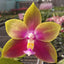 Phal. Meidarland Kaiulani 'Yellow Lion' - flower 3 - square crop