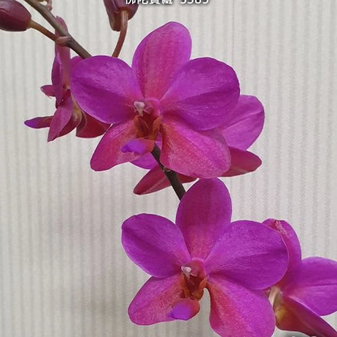 Phal. Buddha's Treasure '3385' - flower 2 - square crop