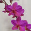 Phal. Buddha's Treasure '3385' - flower 2 - square crop